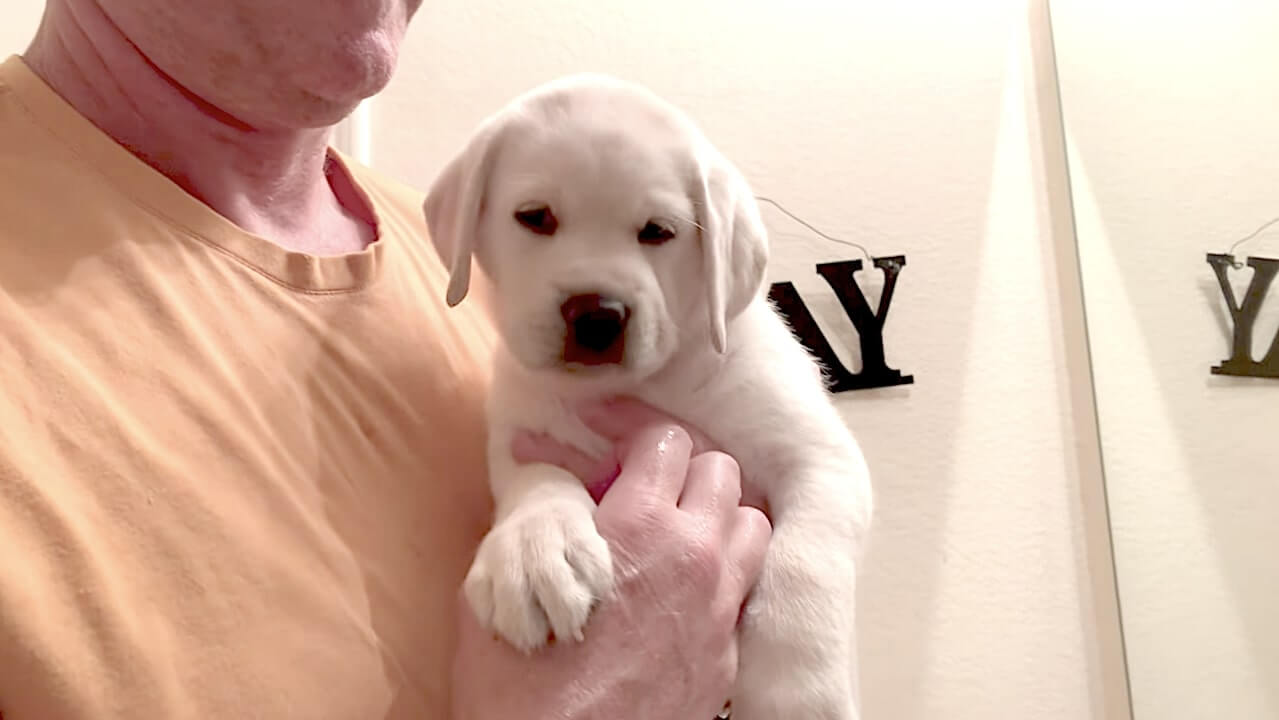 ラブラドールレトリーバー,動画