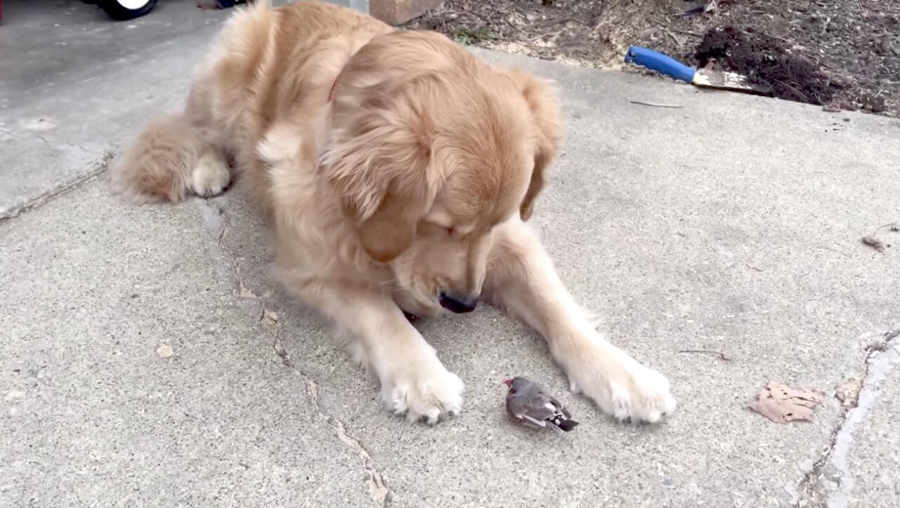 ゴールデンレトリーバー,動画