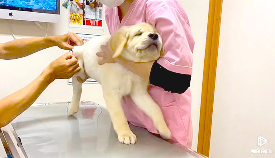 ラブラドールレトリーバー,動画