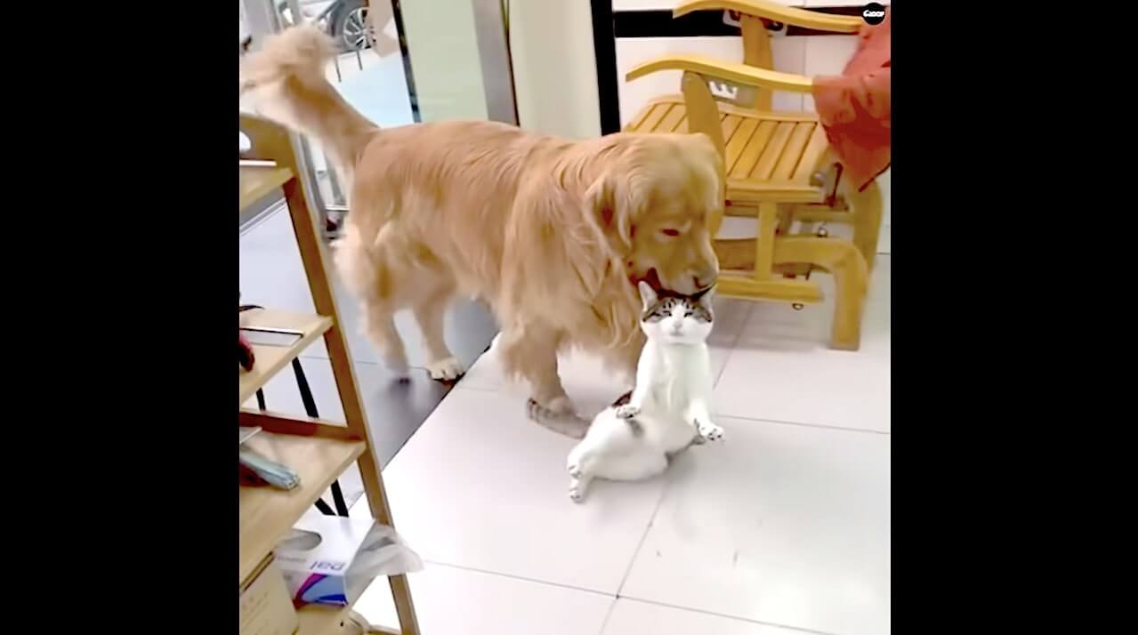 ゴールデンレトリーバー,動画