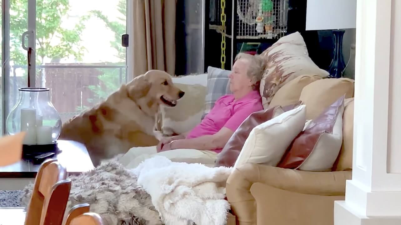 ゴールデンレトリーバー,動画