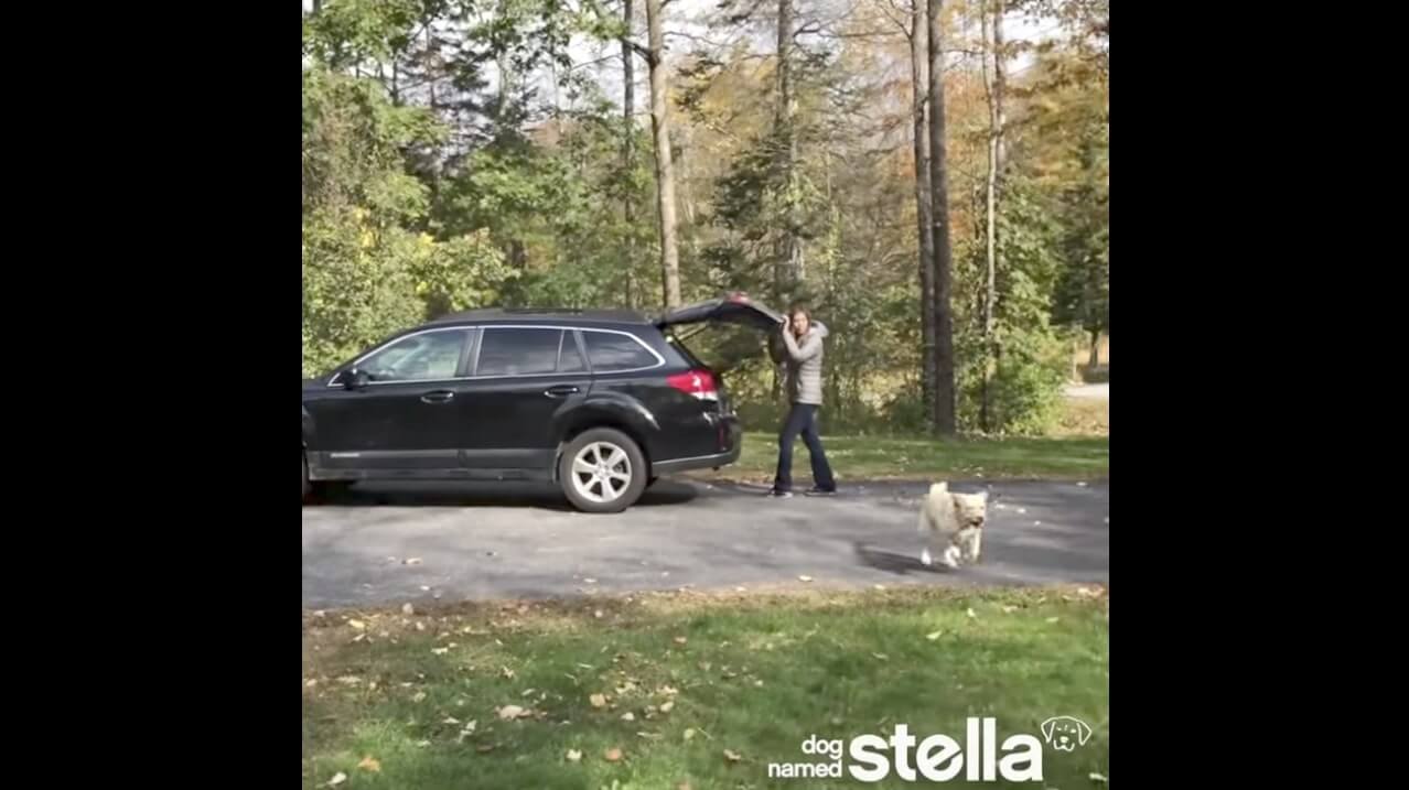 ラブラドールレトリーバー,動画