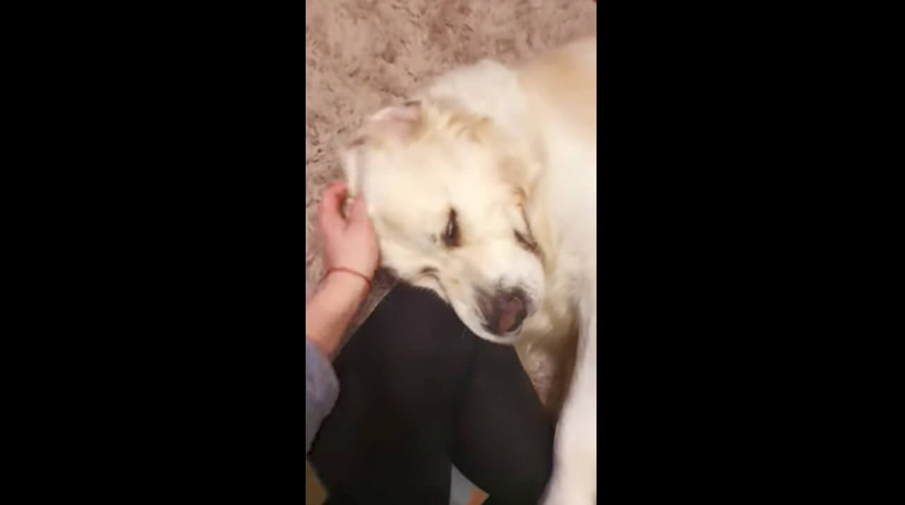 ゴールデンレトリーバー,動画