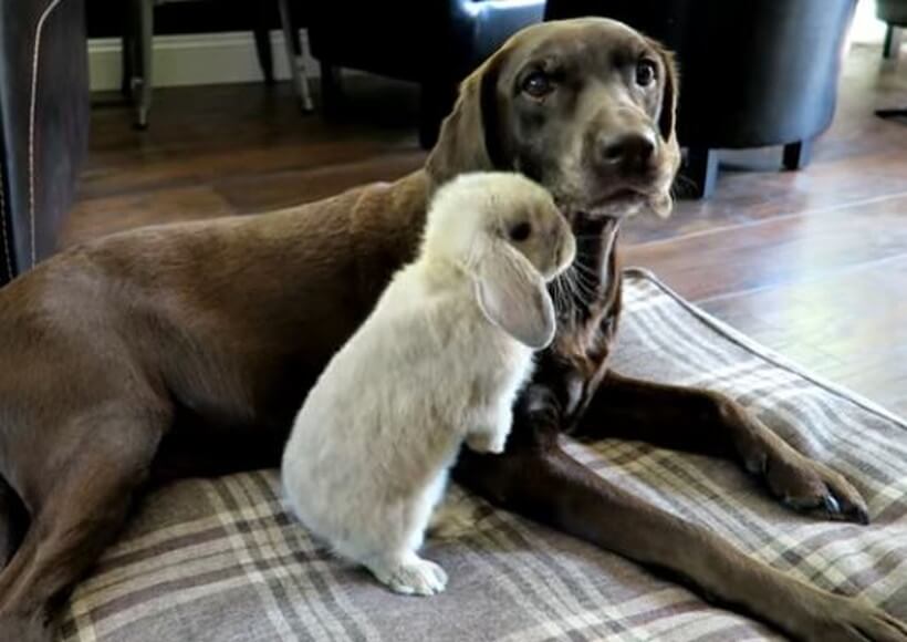 ラブラドールレトリーバー,動画