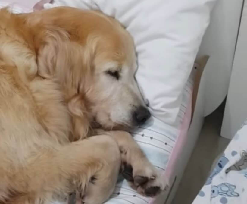 ゴールデンレトリーバー,動画