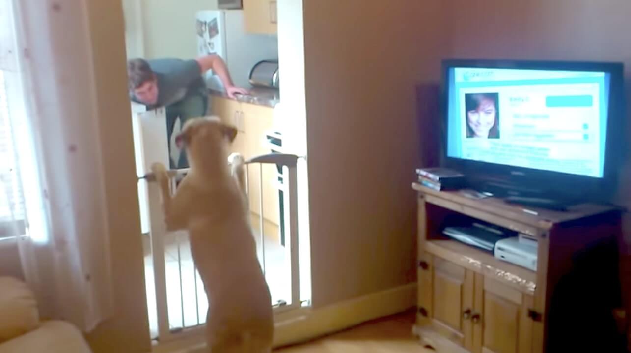 ラブラドールレトリーバー,動画