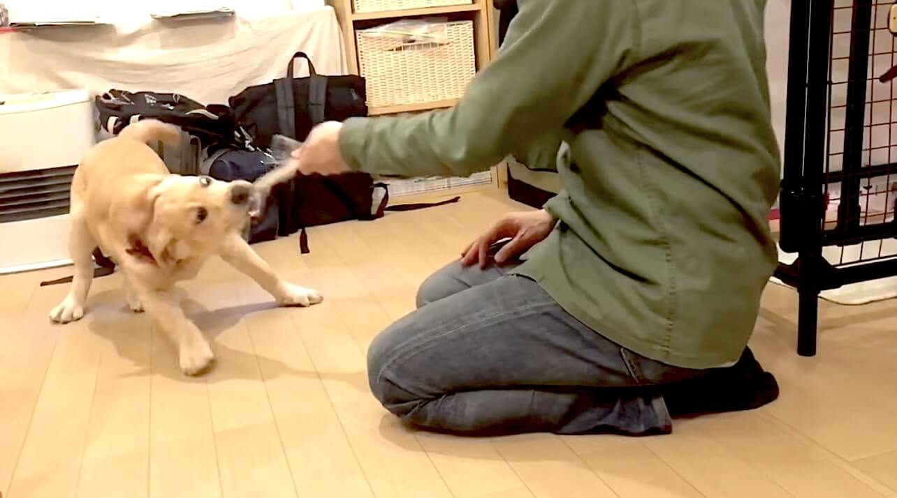 ラブラドールレトリーバー,動画