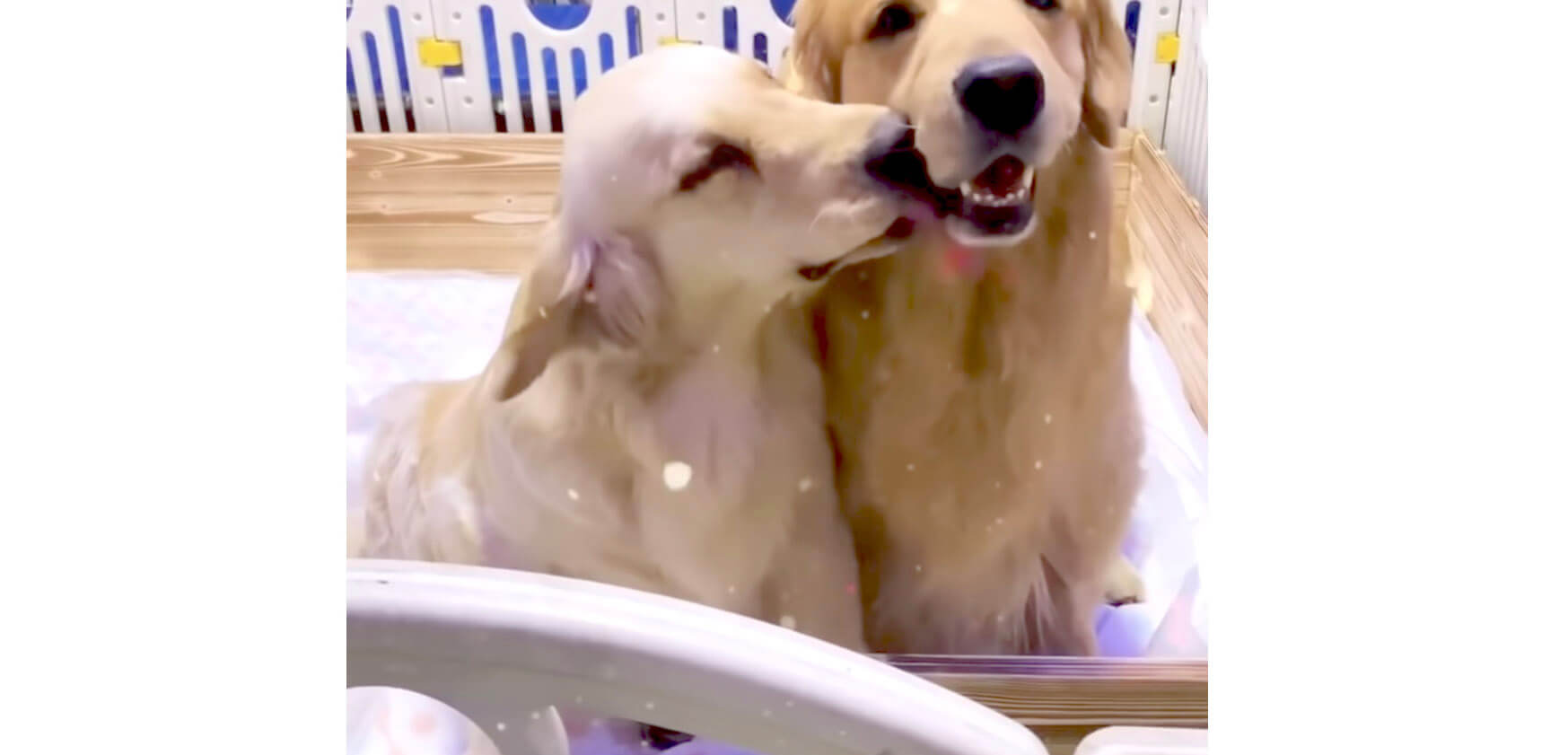 ゴールデンレトリーバー,動画