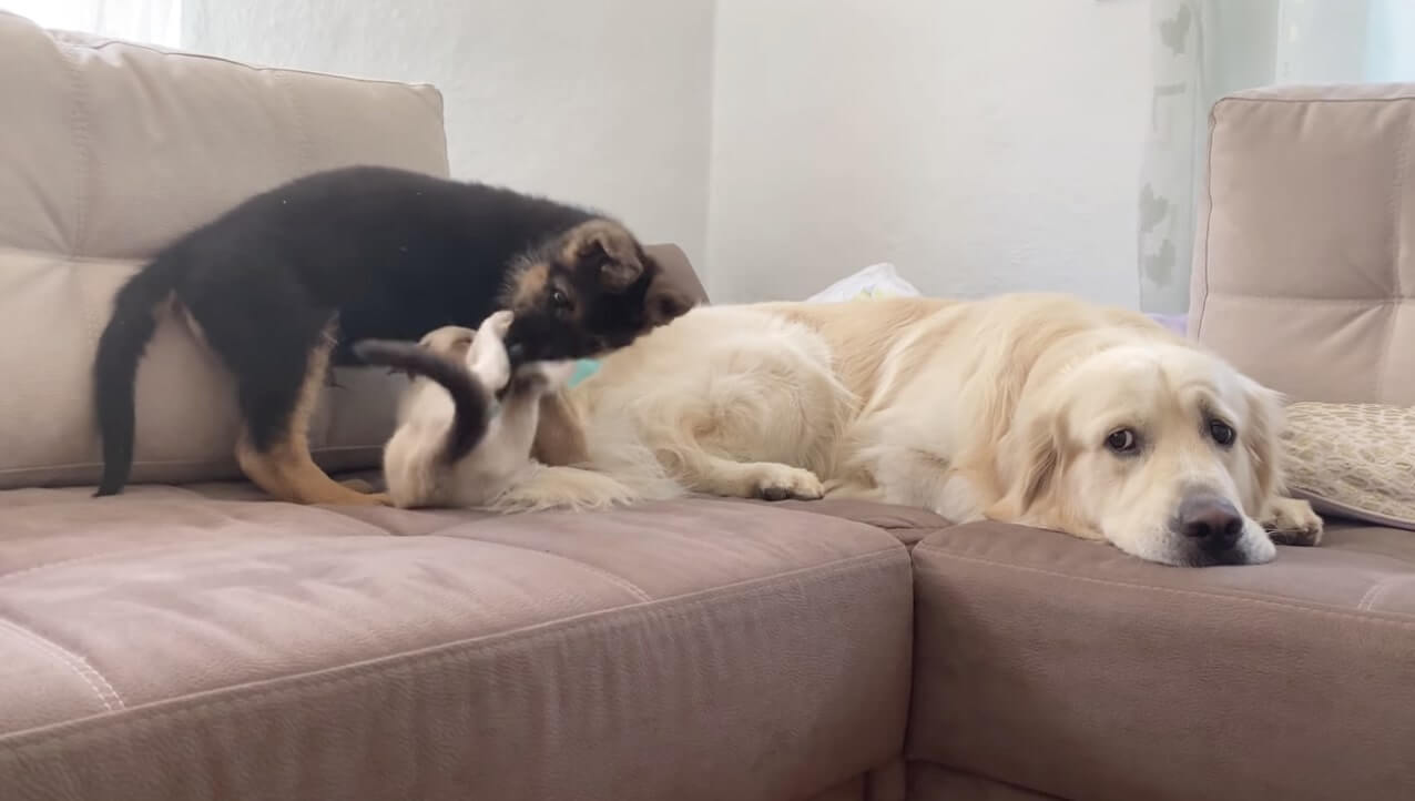 ゴールデンレトリーバー,動画