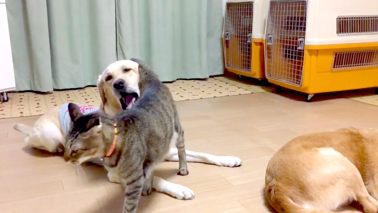 ラブラドールレトリーバー,動画