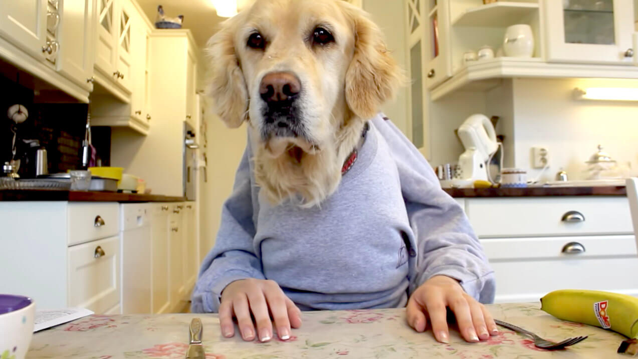 ゴールデンレトリーバー,動画