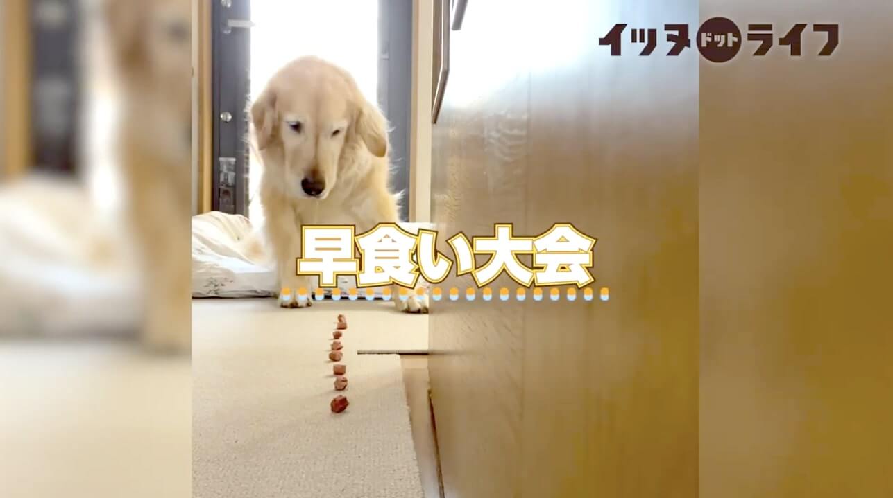 ゴールデン,動画,イッヌドットライフ