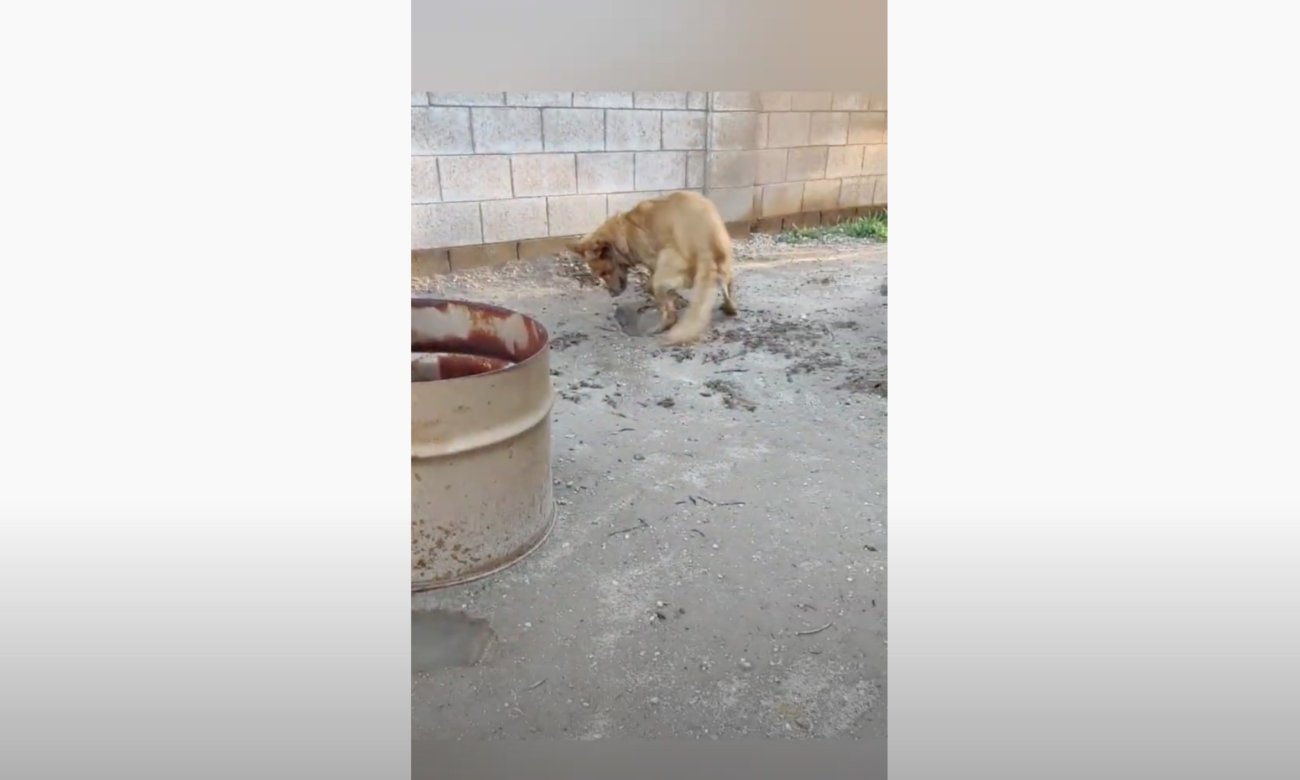 ゴールデンレトリーバー,動画