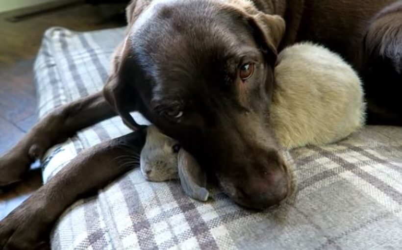 ラブラドールレトリーバー,動画