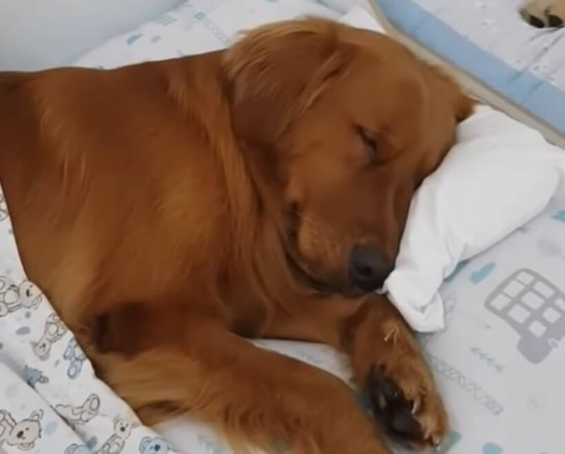 ゴールデンレトリーバー,動画