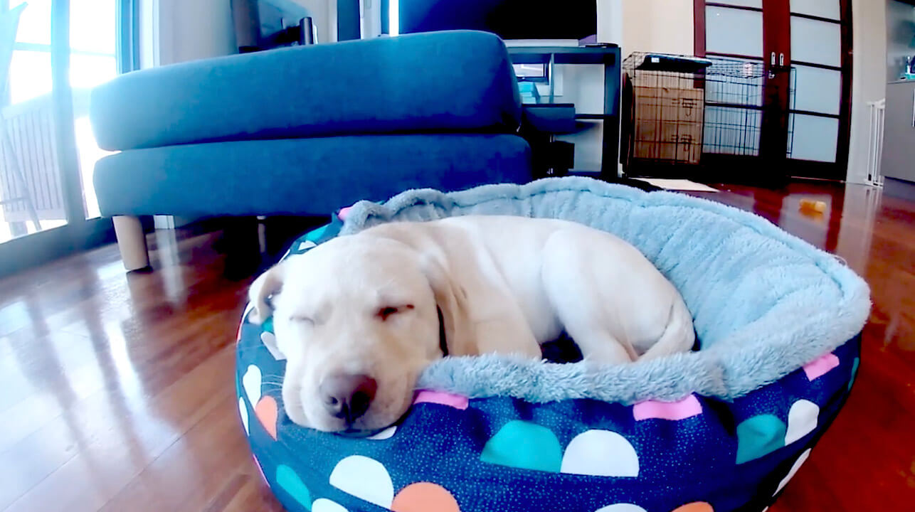 ラブラドールレトリーバー,動画