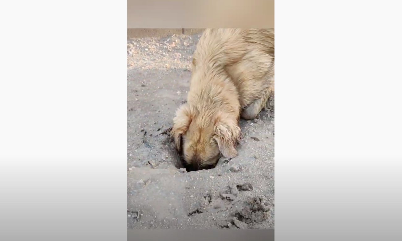 ゴールデンレトリーバー,動画