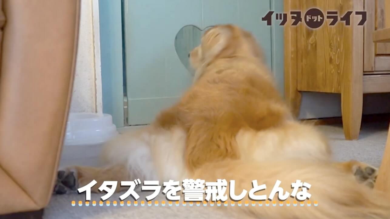 ゴールデン,動画,イッヌドットライフ