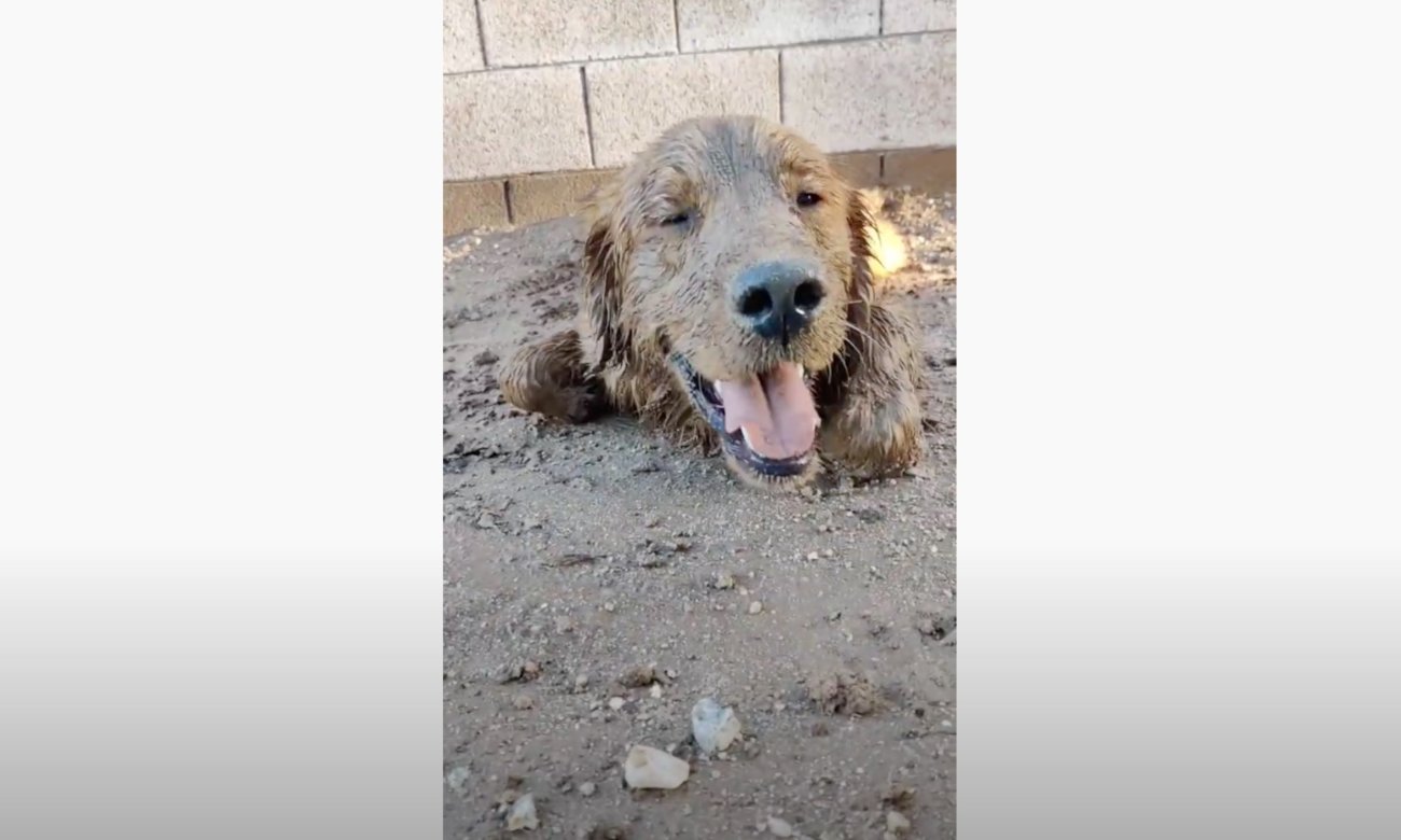 ゴールデンレトリーバー,動画