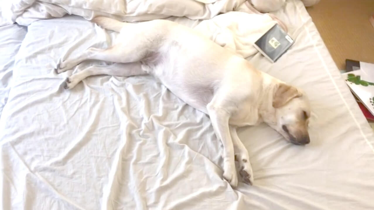 ラブラドールレトリーバー,動画