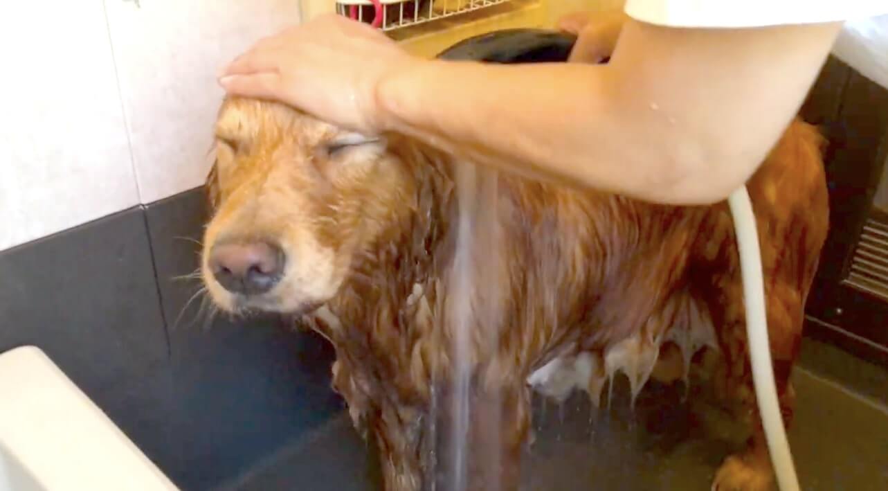 ゴールデンレトリーバー,動画