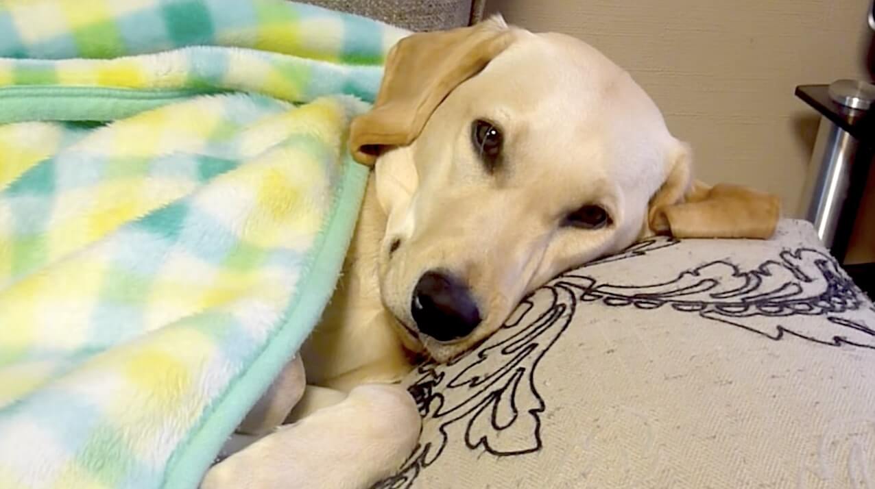 ラブラドールレトリーバー,動画