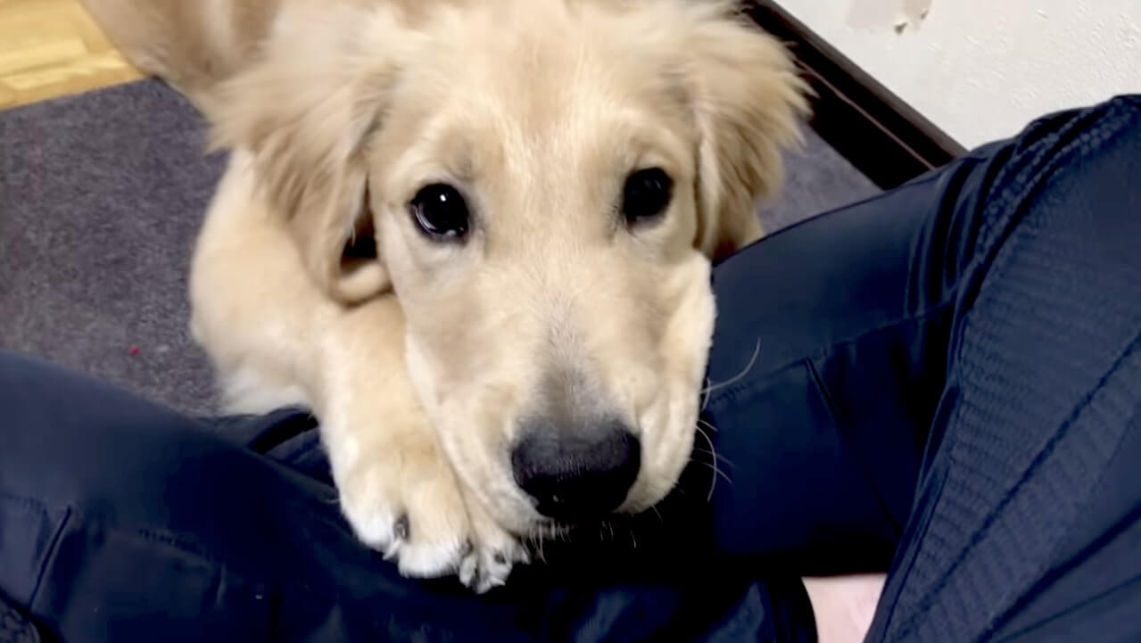 ゴールデンレトリーバー,動画