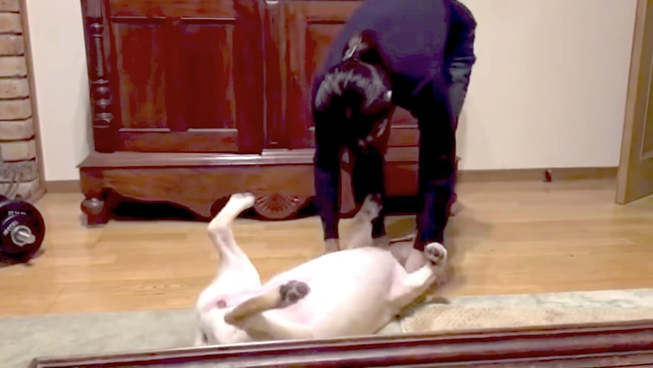 ラブラドールレトリーバー,動画