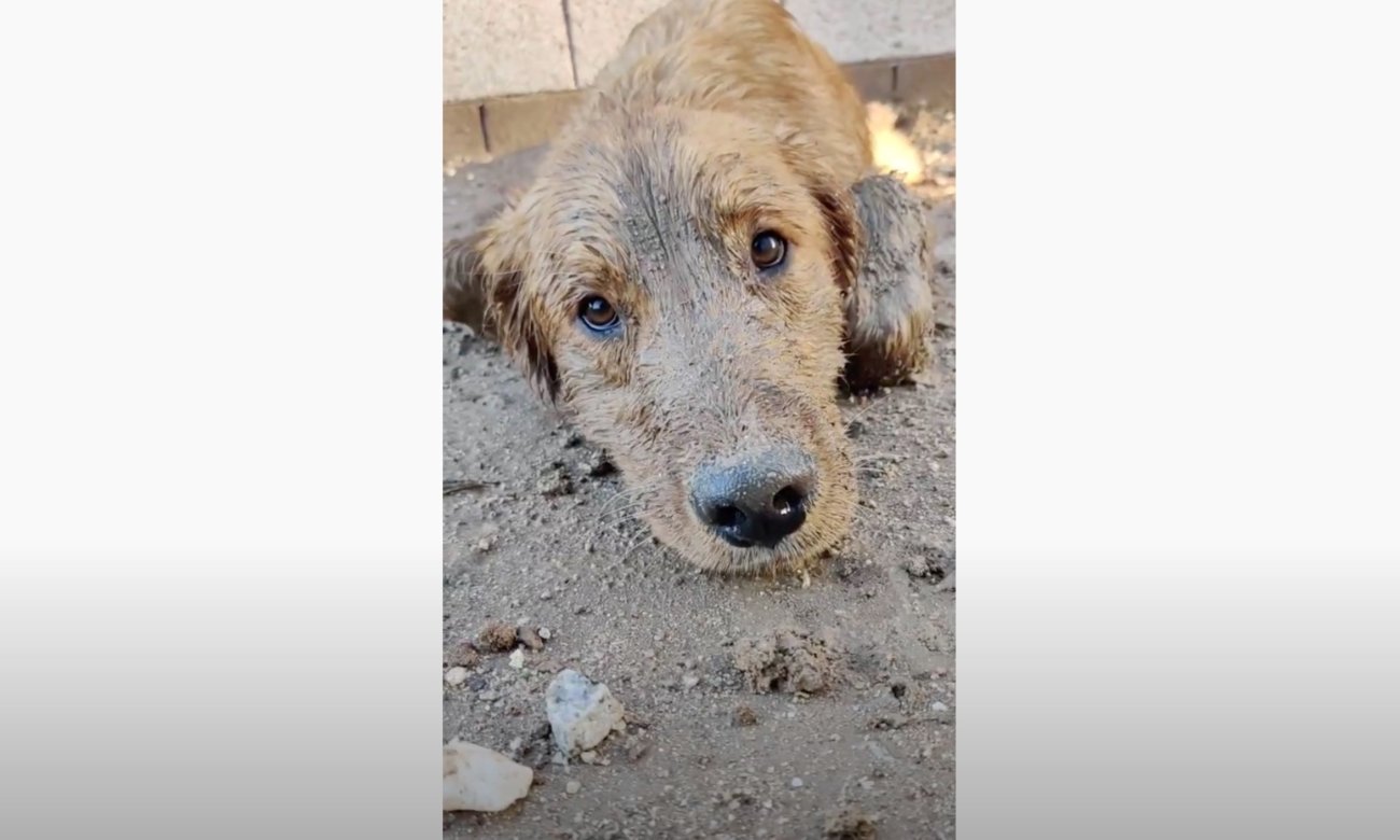 ゴールデンレトリーバー,動画