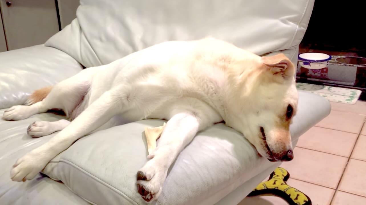 ラブラドールレトリーバー,動画