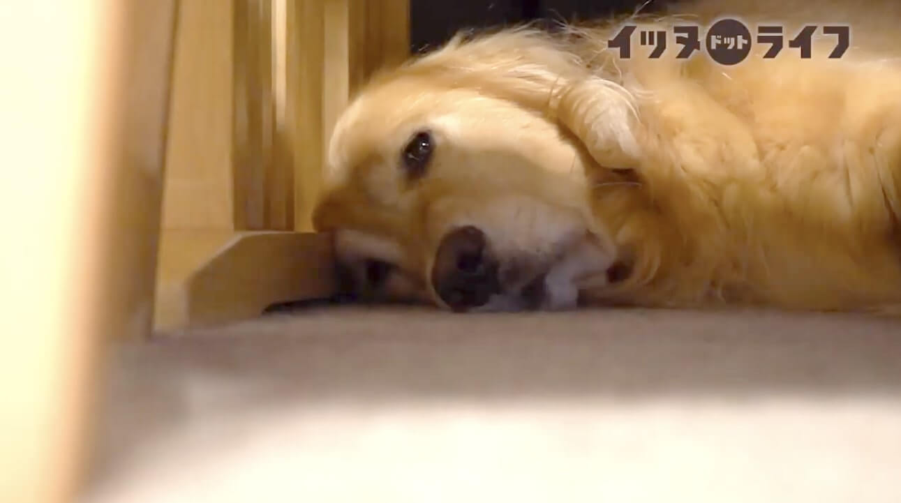 ゴールデン,動画,イッヌドットライフ