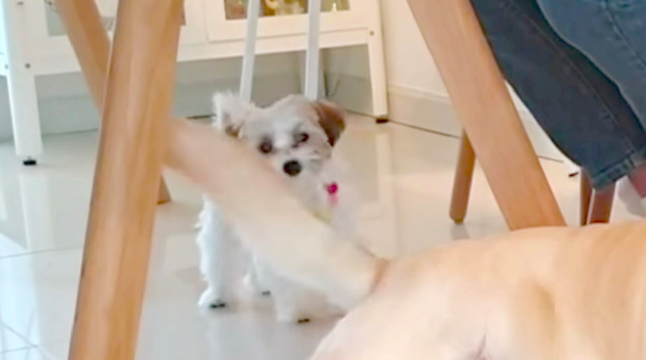 ラブラドールレトリーバー,動画