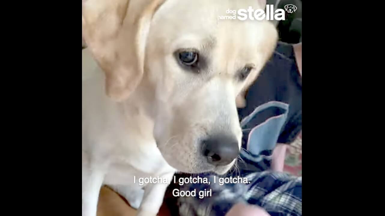 ラブラドールレトリーバー,動画