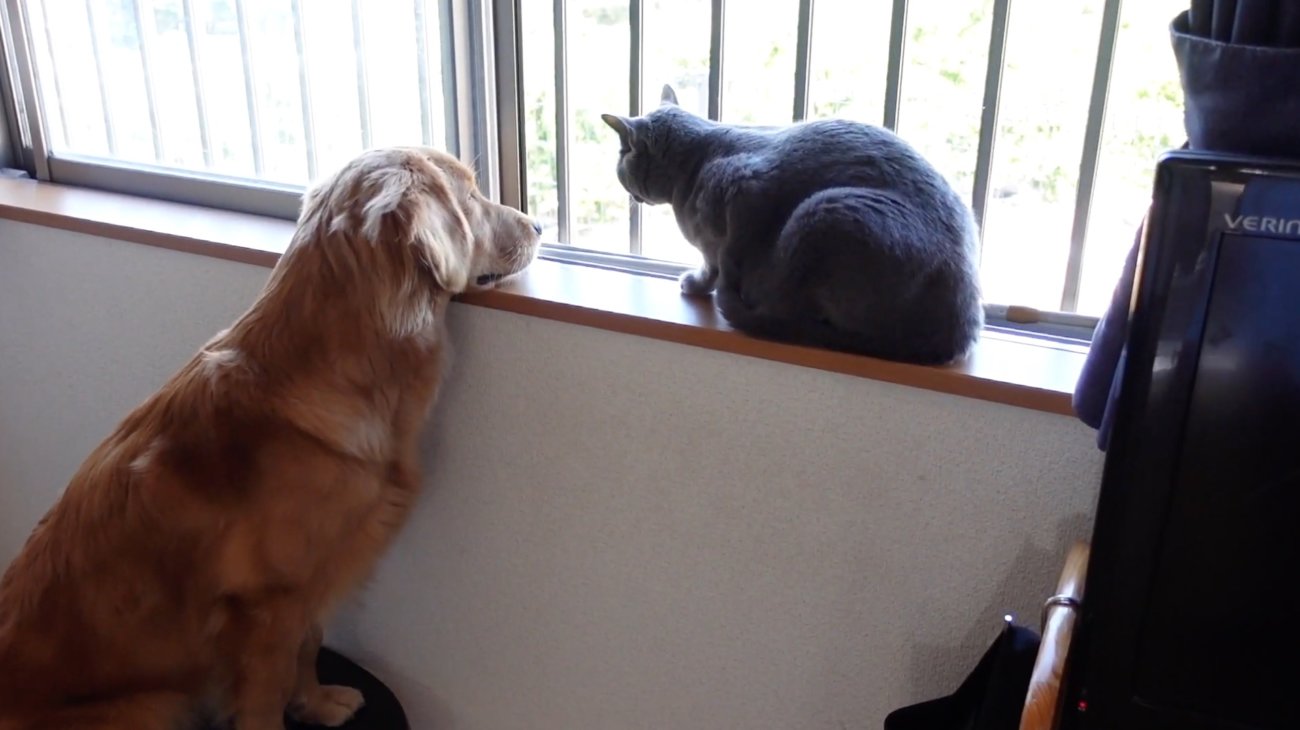 ゴールデンレトリーバー,動画