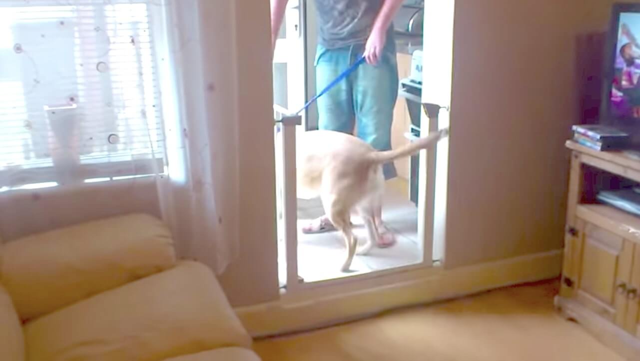 ラブラドールレトリーバー,動画