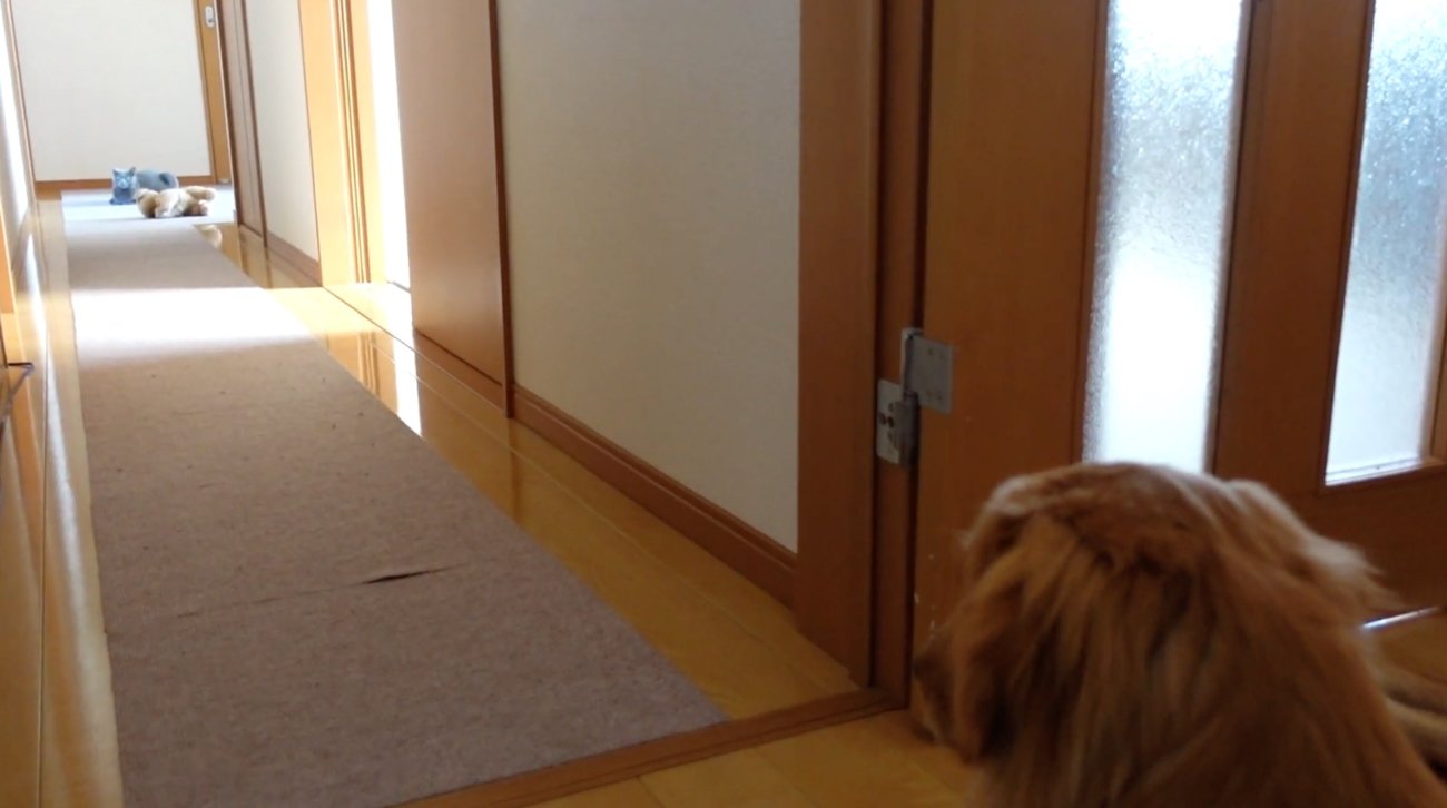 ゴールデンレトリーバー,動画