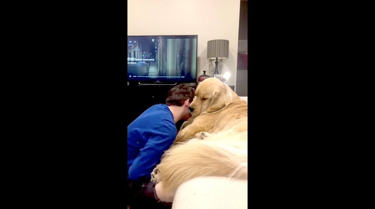 ゴールデンレトリーバー,動画