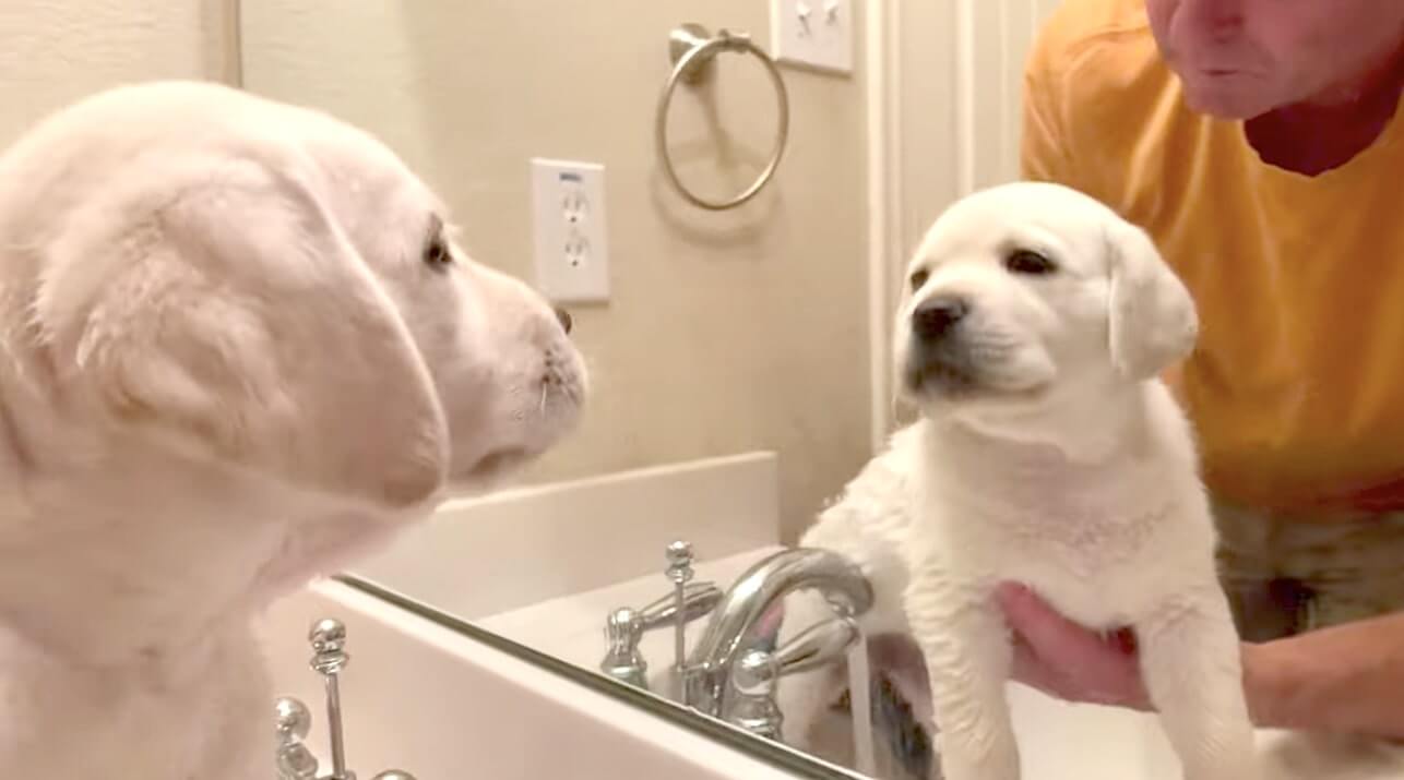 ラブラドールレトリーバー,動画