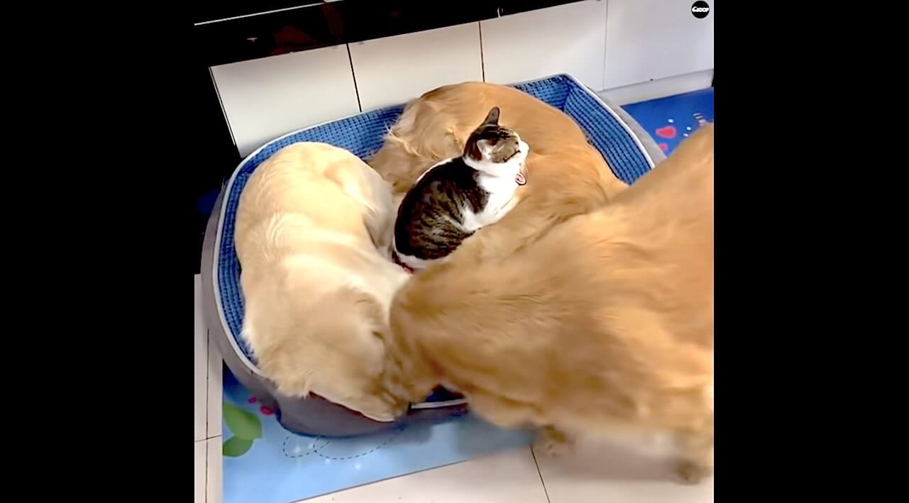 ゴールデンレトリーバー,動画