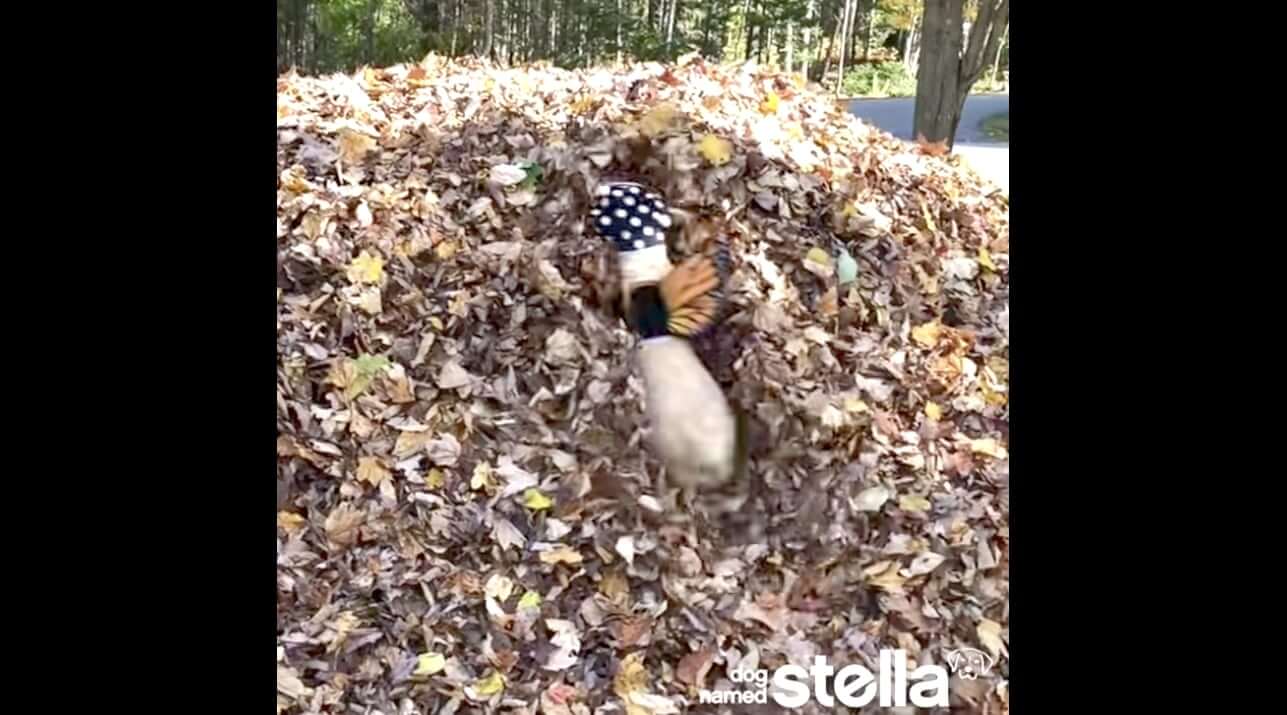 ラブラドールレトリーバー,動画