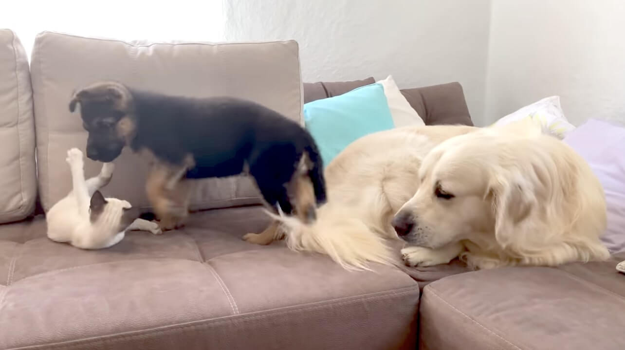 ゴールデンレトリーバー,動画