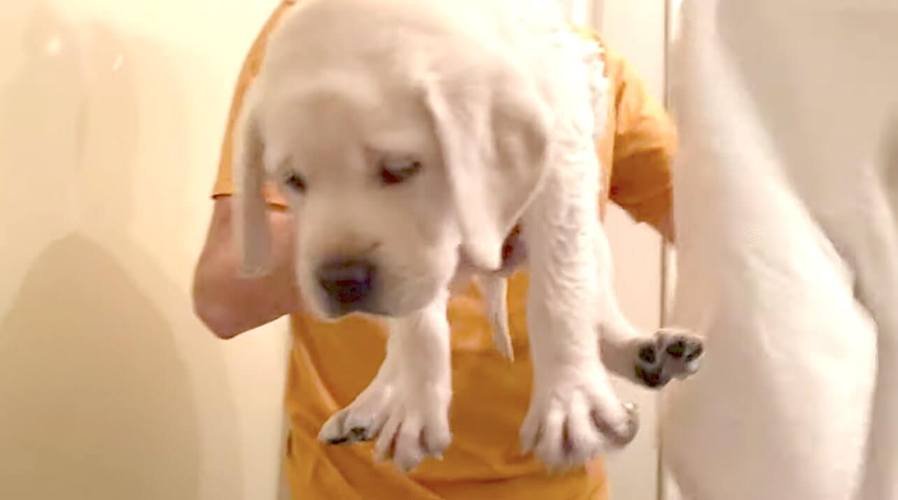 ラブラドールレトリーバー,動画