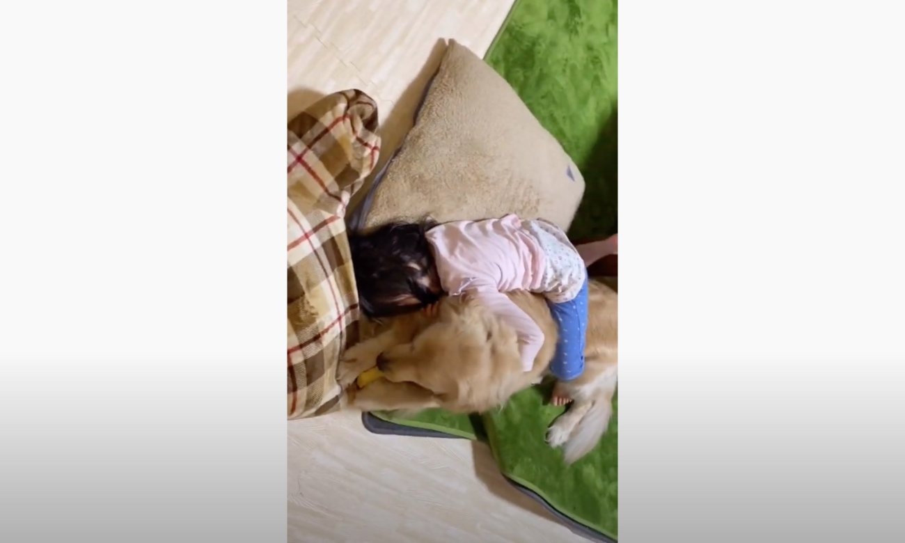 ゴールデンレトリーバー,動画