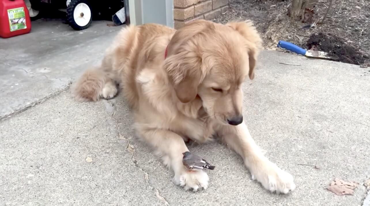ゴールデンレトリーバー,動画