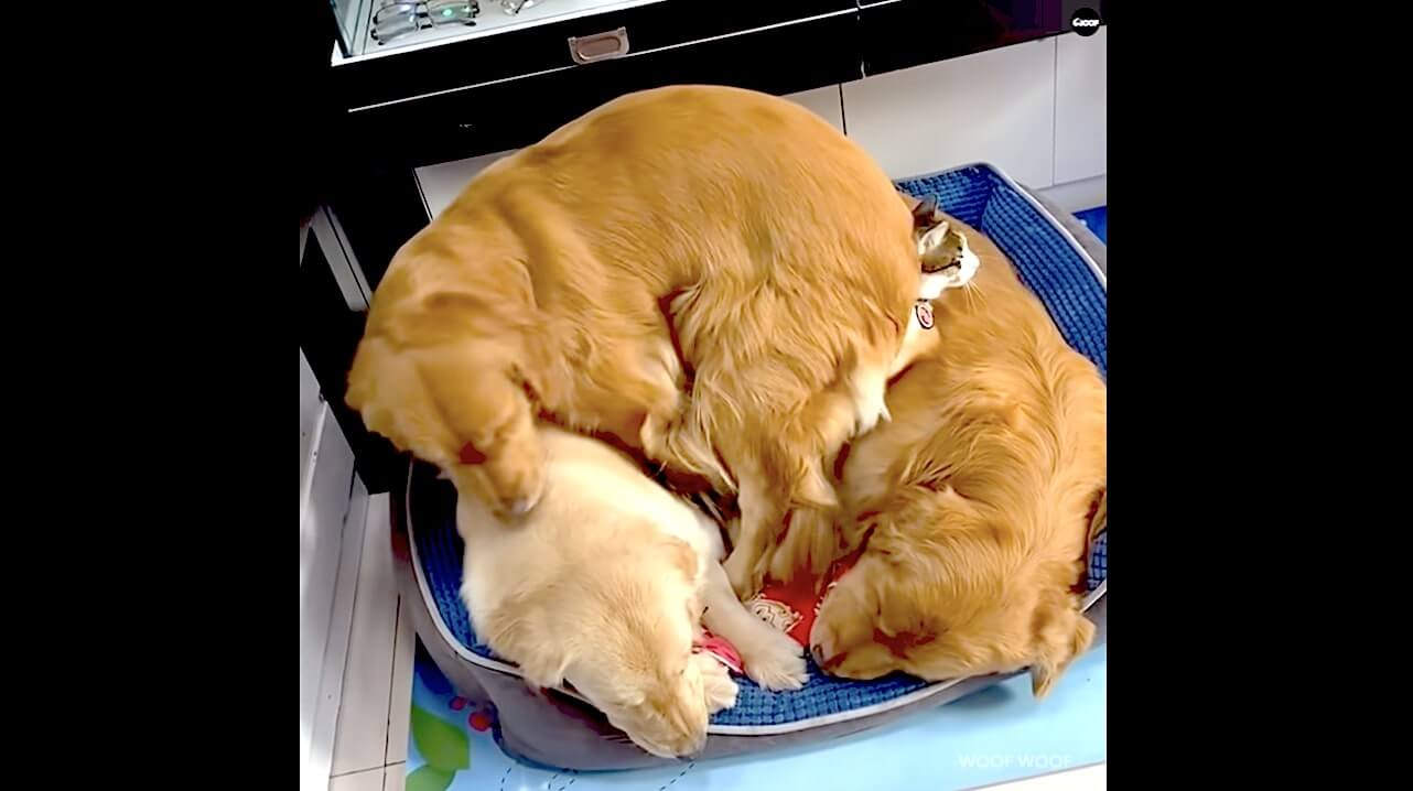 ゴールデンレトリーバー,動画