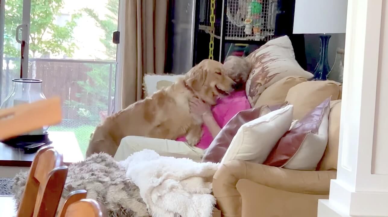 ゴールデンレトリーバー,動画