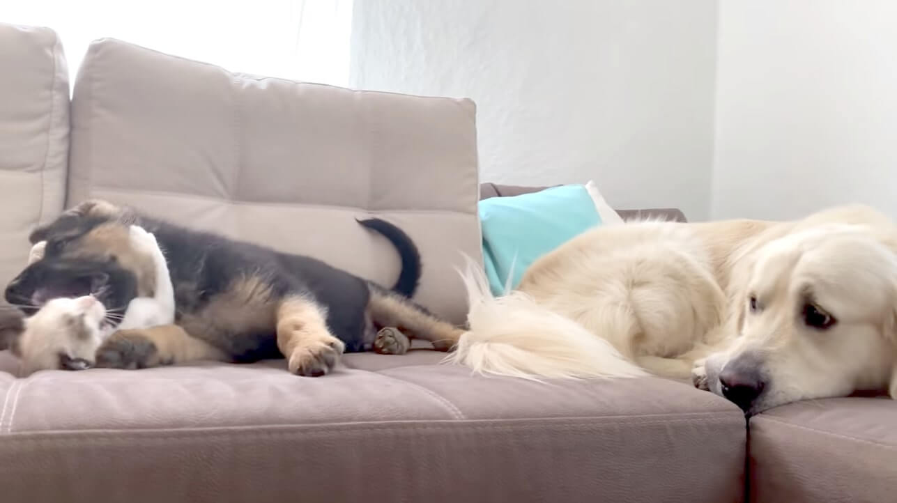 ゴールデンレトリーバー,動画