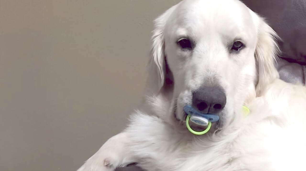 ゴールデンレトリーバー,動画