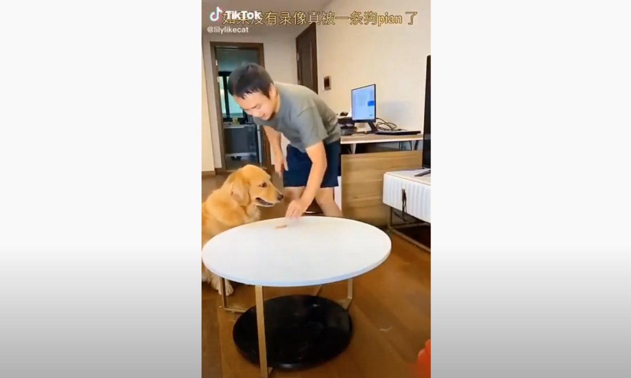 ゴールデンレトリーバー,動画