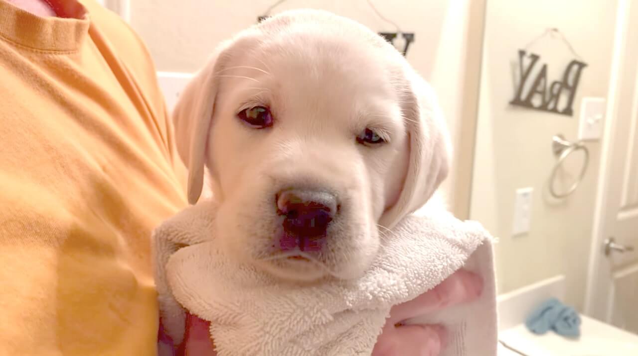 ラブラドールレトリーバー,動画